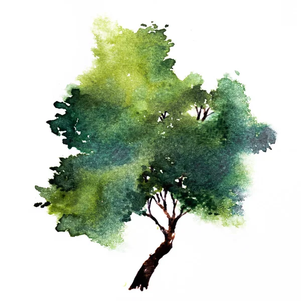 有叶子的绿树 手绘水彩画 白色背景隔离 — 图库照片