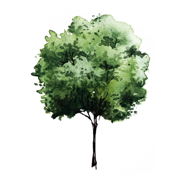 Grüner Baum Mit Blättern Handgezeichnete Aquarellmalerei Isoliert Auf Weißem Hintergrund — Stockfoto
