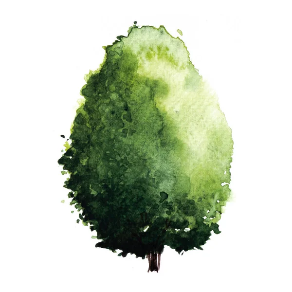 Arbre Vert Avec Feuilles Peinture Aquarelle Dessinée Main Isoler Sur — Photo