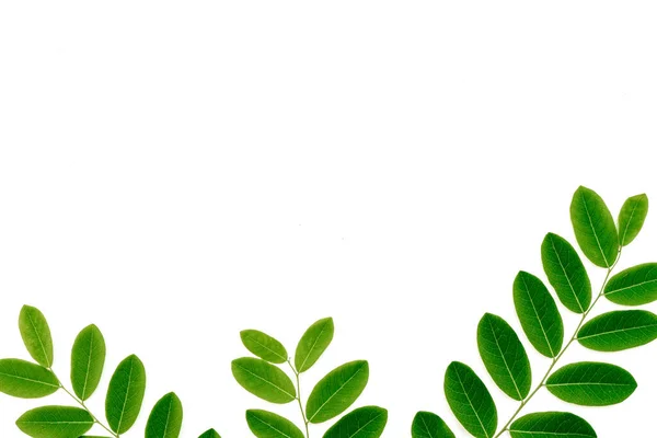 Folhas Verdes Isoladas Branco — Fotografia de Stock