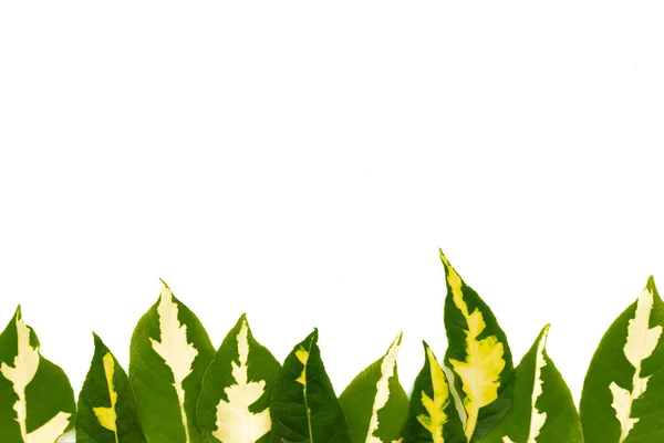 Grüne Blätter Isoliert Auf Weiß — Stockfoto