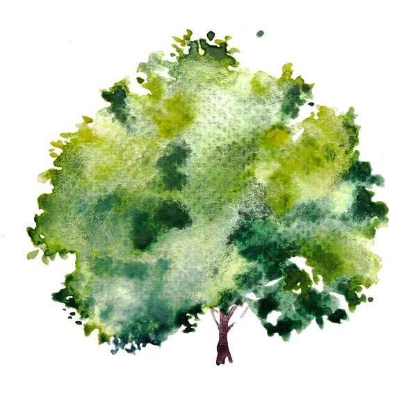 Arbre Vert Avec Feuilles Peinture Aquarelle Dessinée Main Isoler Sur — Photo