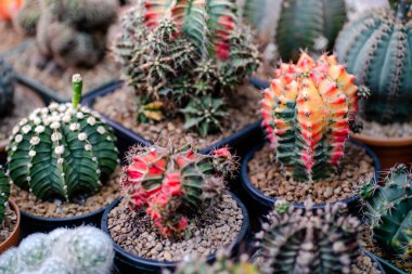 Kaktüs bitkileri, bitki örtüsü, doğa