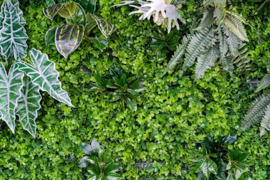 Yeşil bitkilerin doğal dokusu