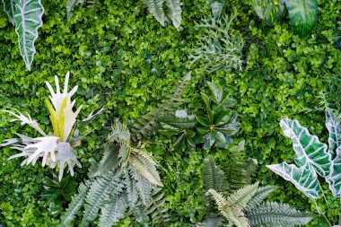 Yeşil bitkilerin doğal dokusu