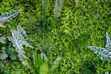 Yeşil bitkilerin doğal dokusu