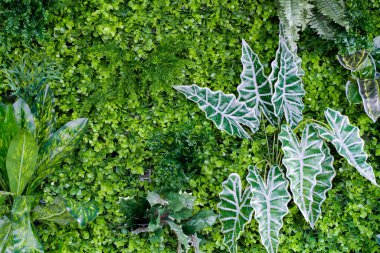 Yeşil bitkilerin doğal dokusu