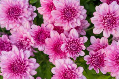 Bahçede yeşil yapraklı çiçek açan pembe kasımpatı (Hardy Mums) 