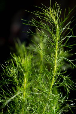 Bitkilerin doğal dokusu.
