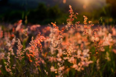 Gün batımında vahşi bitkilerin doğal dokusu
