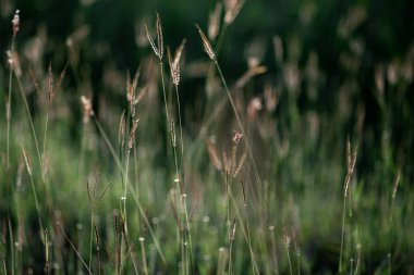Yeşil otların doğal dokusu