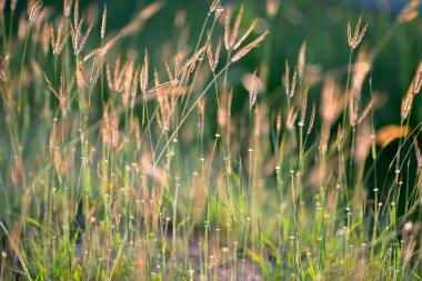 Yeşil otların doğal dokusu