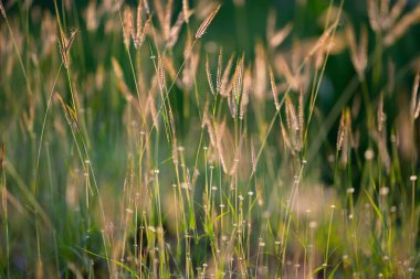 Yeşil otların doğal dokusu