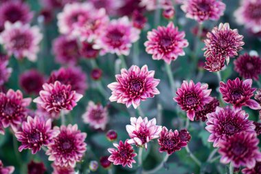 Bahçede yeşil yapraklı çiçek açan pembe kasımpatı (Hardy Mums) 