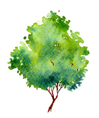 Yapraklı yeşil ağaç. El çizimi suluboya resim, beyaz arkaplanda izole.