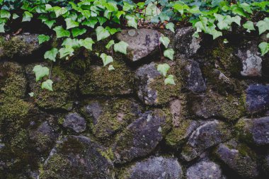 Bitkilerin doğal dokusu.