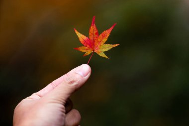 Akçaağaç yaprağıyla. 