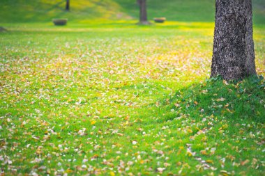 Yeşil çimenlerin ve sonbahar yapraklarının doğal dokusu