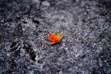 Parkta turuncu sonbahar yaprağı, yakın.