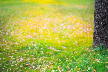 Yeşil çimenlerin ve sonbahar yapraklarının doğal dokusu