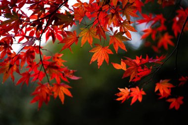 Japonya 'da sonbaharda renkli akçaağaç yapraklarının ya da Momijigari' nin doğal dokusu. Güneşin günbatımında dramatik sarı ve turuncu gökyüzü. Alanın resim derinliği.