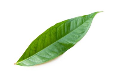 Yaprak beyazda izole 