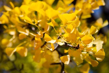 Renkli parlak yaprakların doğal dokusu