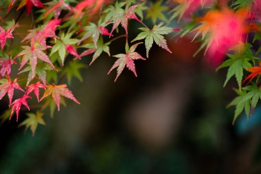 Japonya 'da sonbaharda renkli akçaağaç yapraklarının ya da Momijigari' nin doğal dokusu. Güneşin günbatımında dramatik sarı ve turuncu gökyüzü. Alanın resim derinliği.