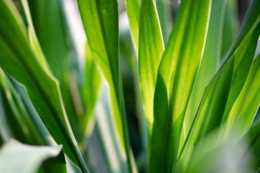 Bitkilerin doğal dokusu.