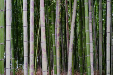 Doğa. Güzel bambu parkı.