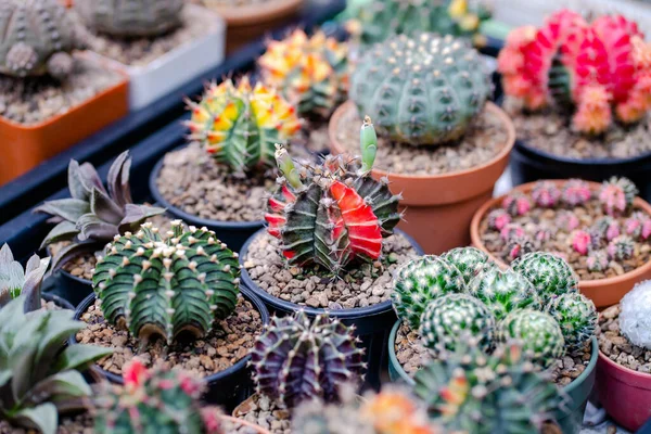 Kaktusy Flora Przyroda — Zdjęcie stockowe