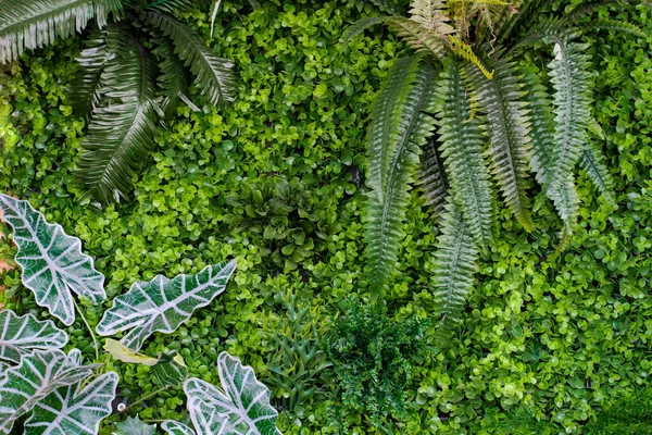 Textura Natural Das Plantas Verdes — Fotografia de Stock