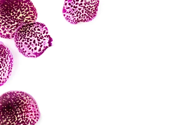 Roze Bloemblaadjes Wit — Stockfoto