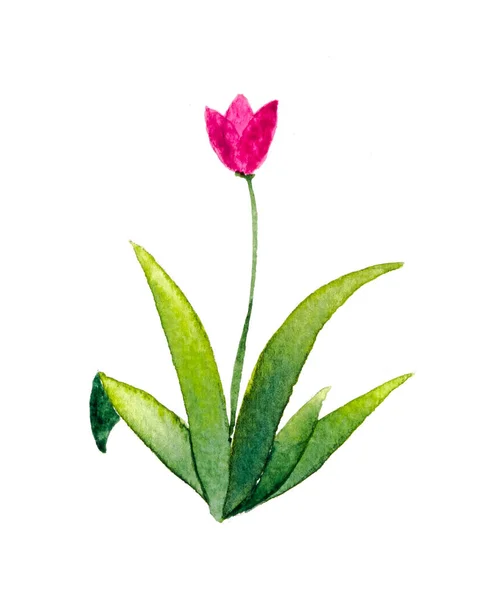 Όμορφο Λουλούδι Από Ακουαρέλα Τέχνη Χέρι Χρώμα Λευκό Φόντο — Φωτογραφία Αρχείου