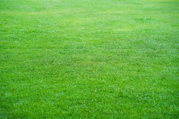 Den Naturliga Konsistensen Grönt Gräs — Stockfoto