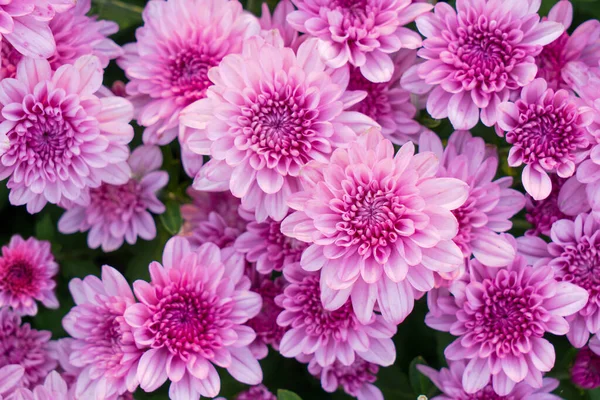 Blossom pinkish purple Chrysanthemum (Hardy Mums) flowers in the garden with green leaves