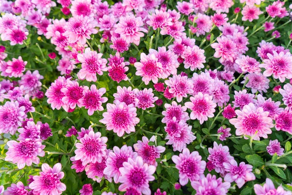 Blossom pinkish purple Chrysanthemum (Hardy Mums) flowers in the garden with green leaves