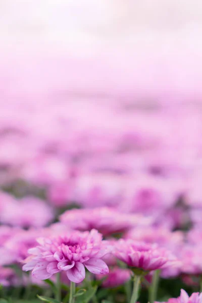 Blossom pinkish purple Chrysanthemum (Hardy Mums) flowers in the garden with green leaves