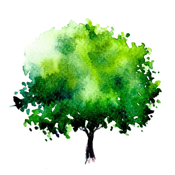 Arbre Vert Avec Feuilles Peinture Aquarelle Dessinée Main Isoler Sur — Photo