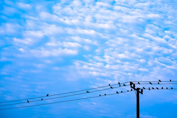 birds on the wires, sky background