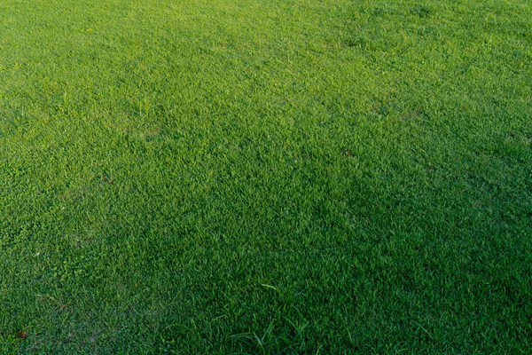 緑の草の自然な質感 — ストック写真