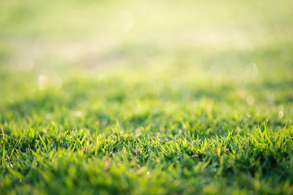 绿草的自然质感 — 图库照片