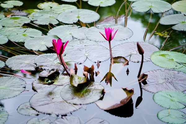 池の美しいユリの花 — ストック写真