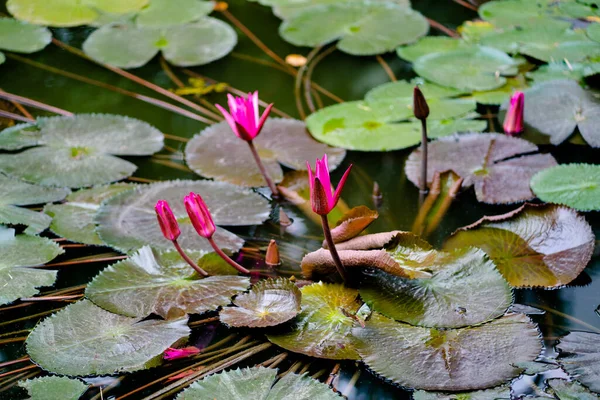 池の美しいユリの花 — ストック写真