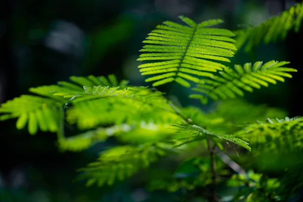Textura Natural Las Plantas Verdes — Foto de Stock