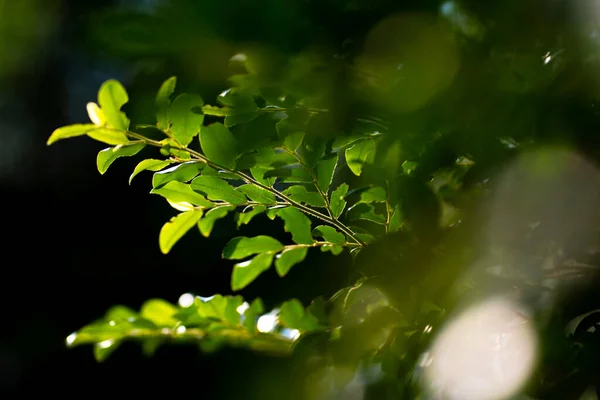 Gröna Växternas Naturliga Struktur — Stockfoto