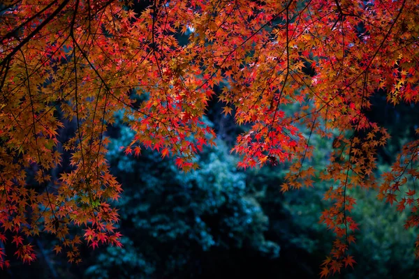 Die Natürliche Textur Bunter Ahornblätter Oder Momijigari Herbst Japan Leichter — Stockfoto