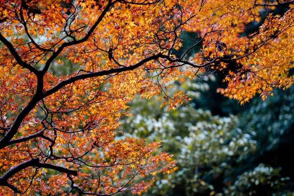 Texture Naturale Delle Foglie Acero Colorate Momijigari Autunno Giappone Tramonto — Foto Stock