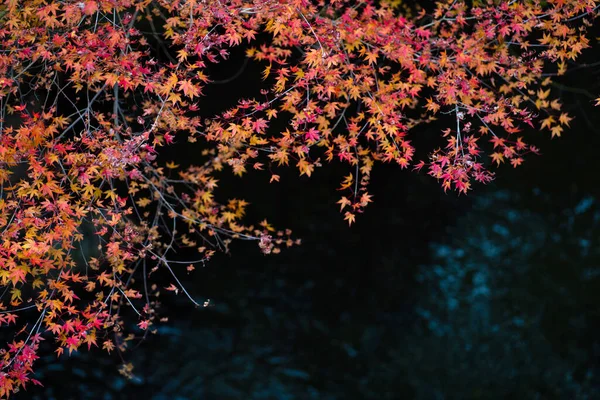 Natuurlijke Textuur Van Kleurrijke Esdoorn Bladeren Momijigari Herfst Japan Lichte — Stockfoto