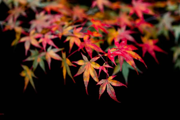 Die Natürliche Textur Bunter Ahornblätter Oder Momijigari Herbst Japan Leichter — Stockfoto